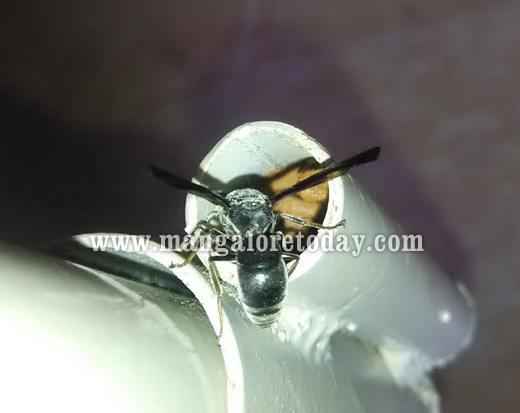 &lsquo;Assassin&rsquo; Wasp spotted in Mangaluru 2